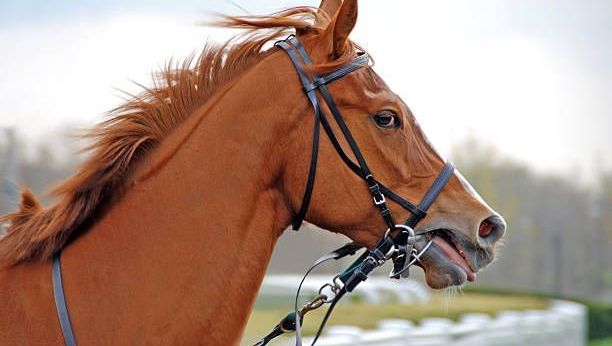 découvrez les pronostics et analyses pour le quinté de cagnes-sur-mer du 13 février 2025. ne manquez pas les dernières informations sur les courses, les chevaux en lice et les enjeux pour maximiser vos gains !